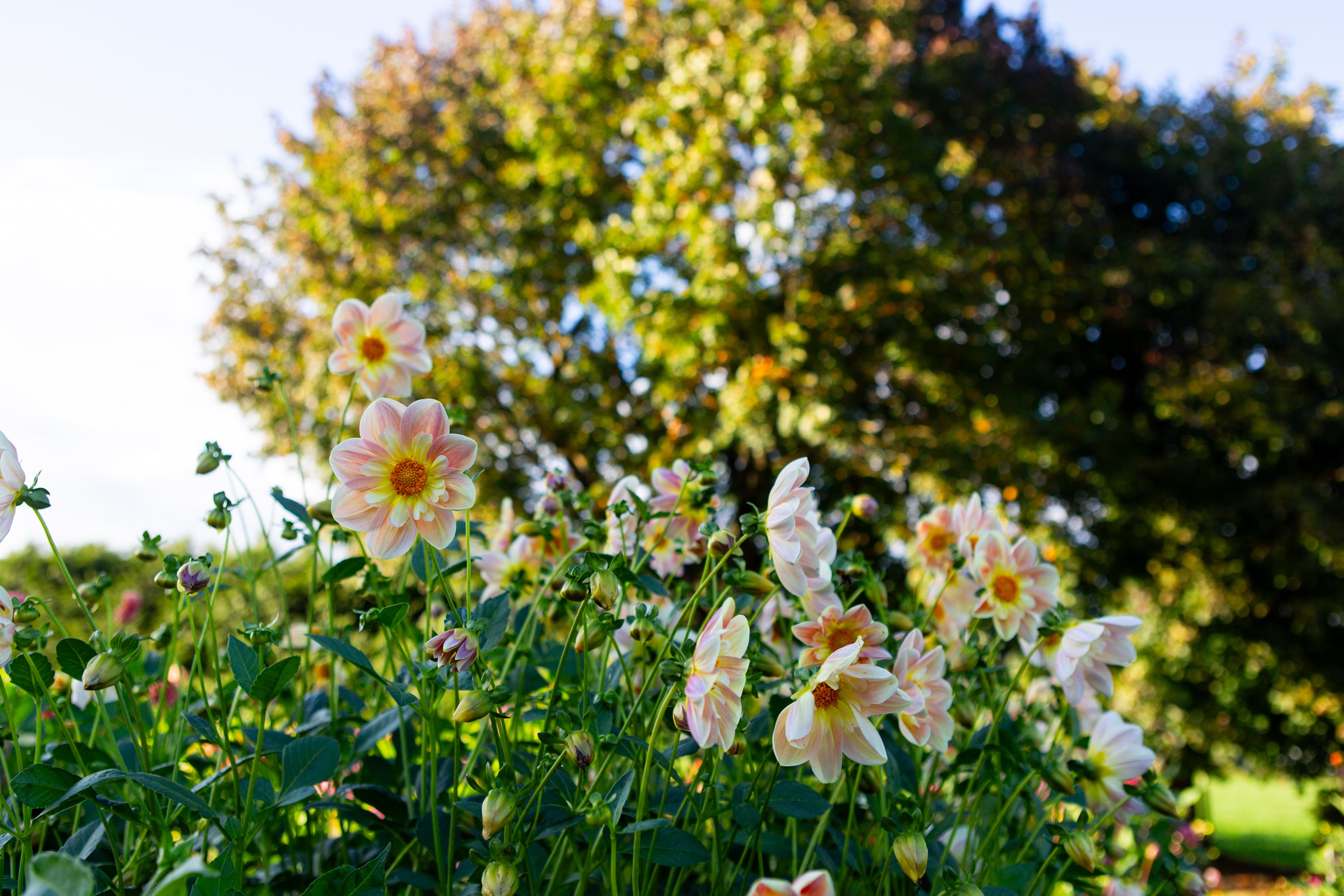 April Heather Dahlia