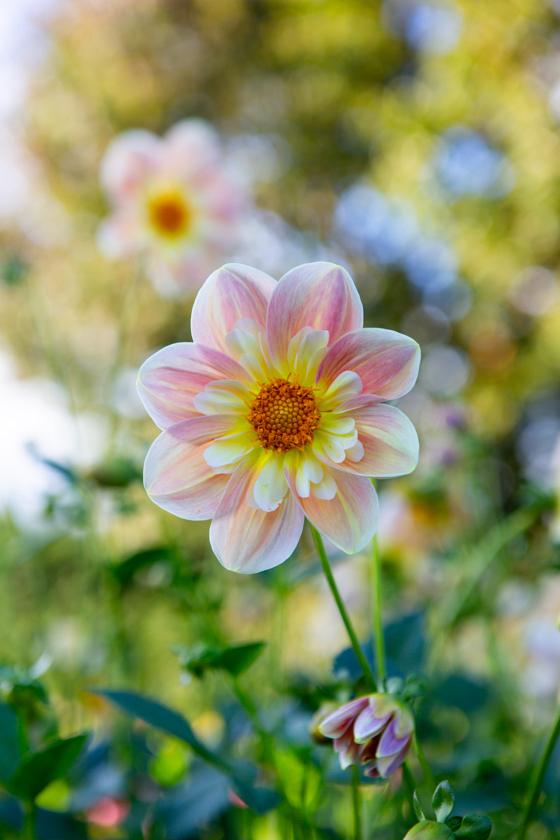 April Heather Dahlia