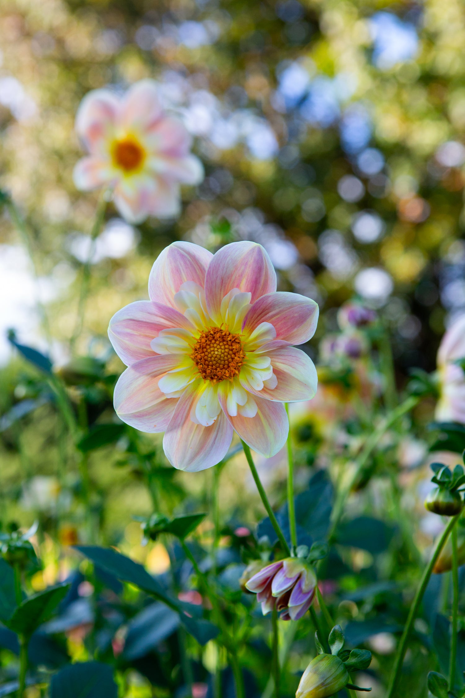 April Heather Dahlia