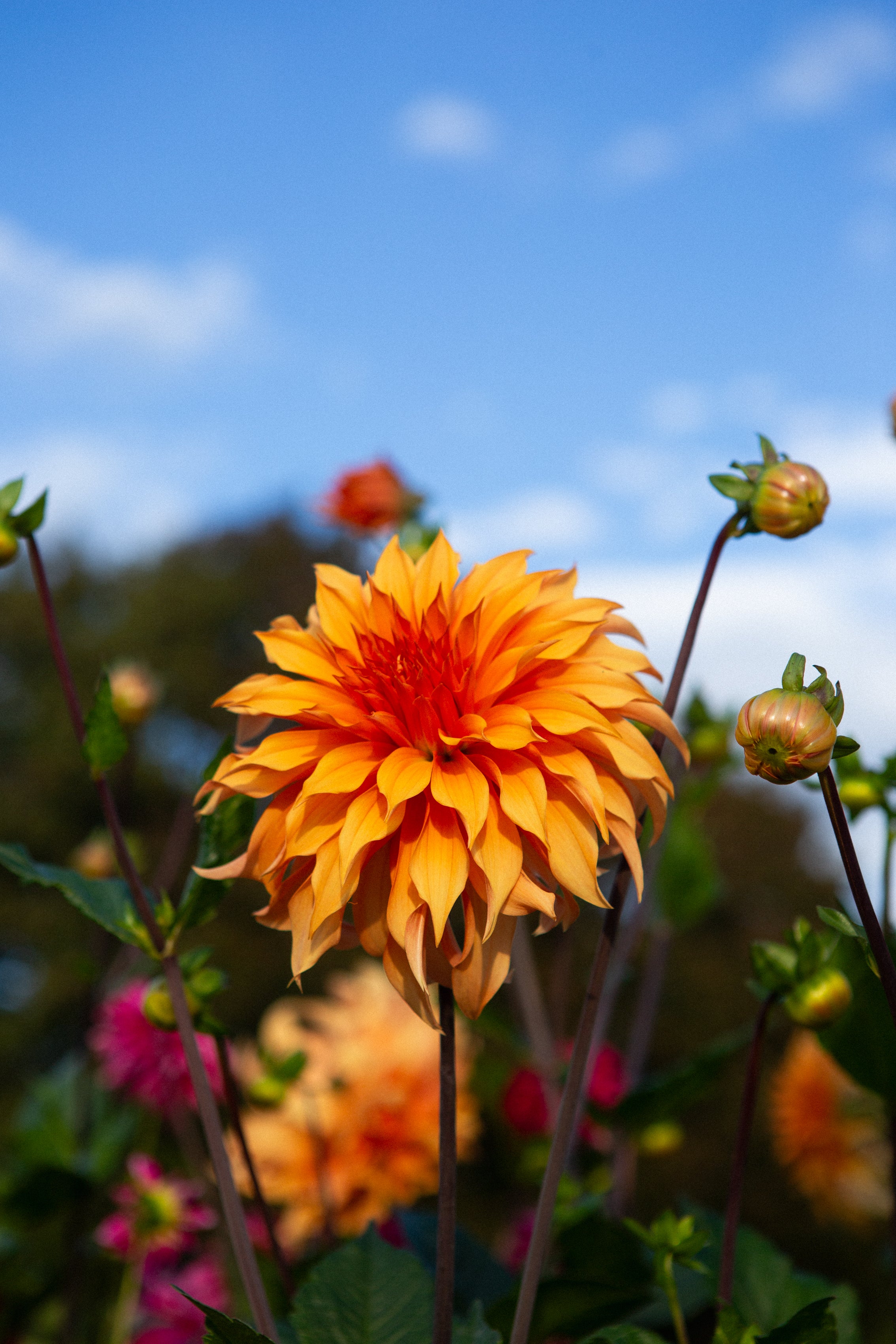 Bloomquist Hero (Limit 1)