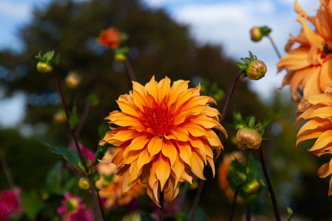 Bloomquist Hero (Limit 1)