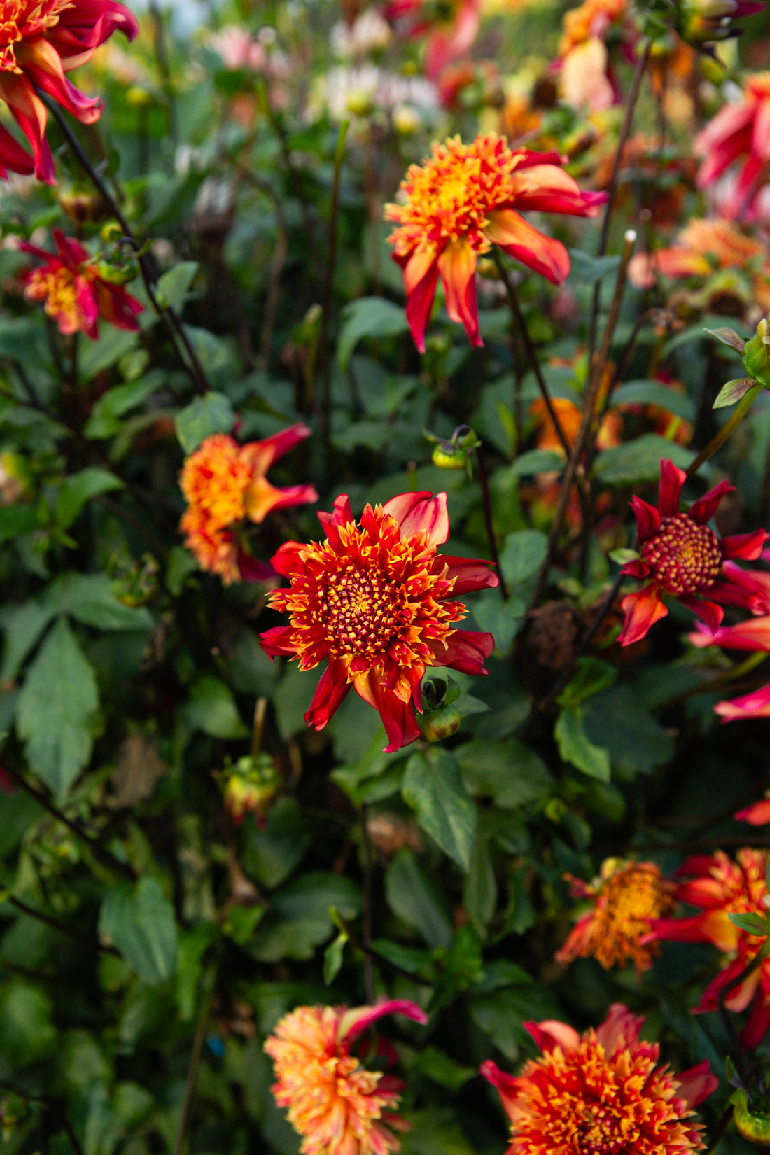 Bloomquist Eye Catching