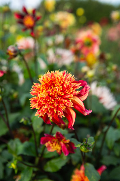 Bloomquist Eye Catching