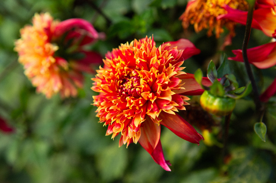 Bloomquist Eye Catching