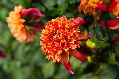 Bloomquist Eye Catching