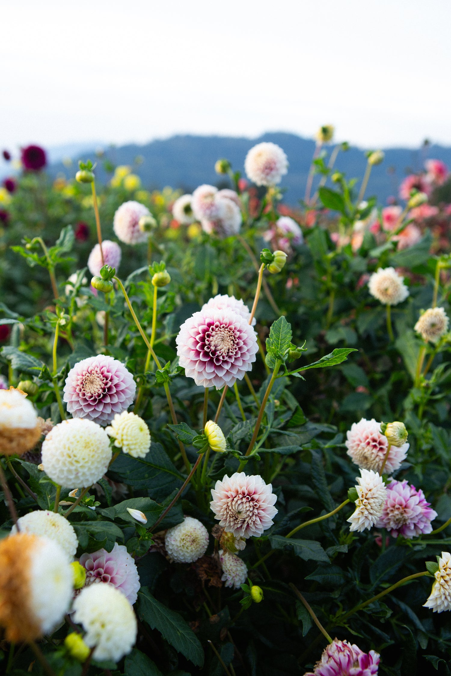 Bloomquist Fairytale