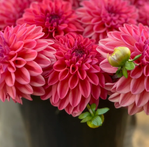 Bloomquist Curt (Limit 1)