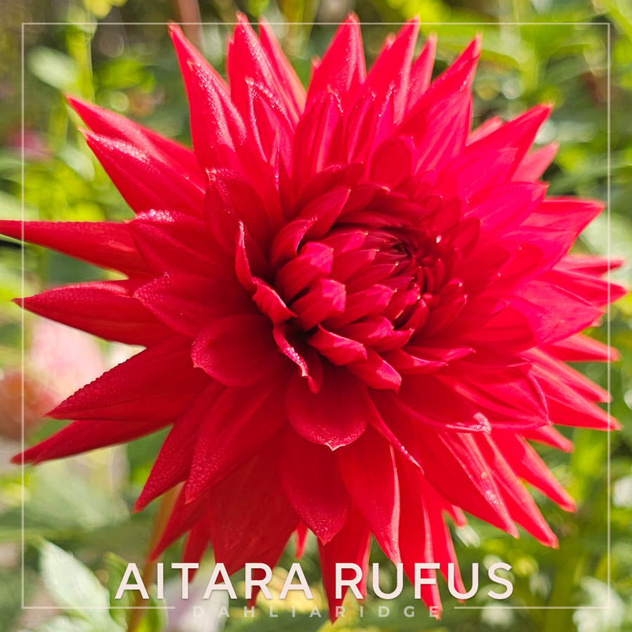 Aitara Rufus