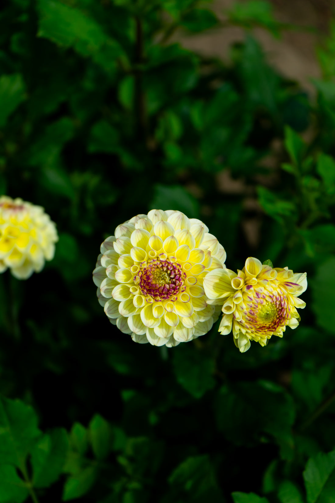 Cherish Dahlia