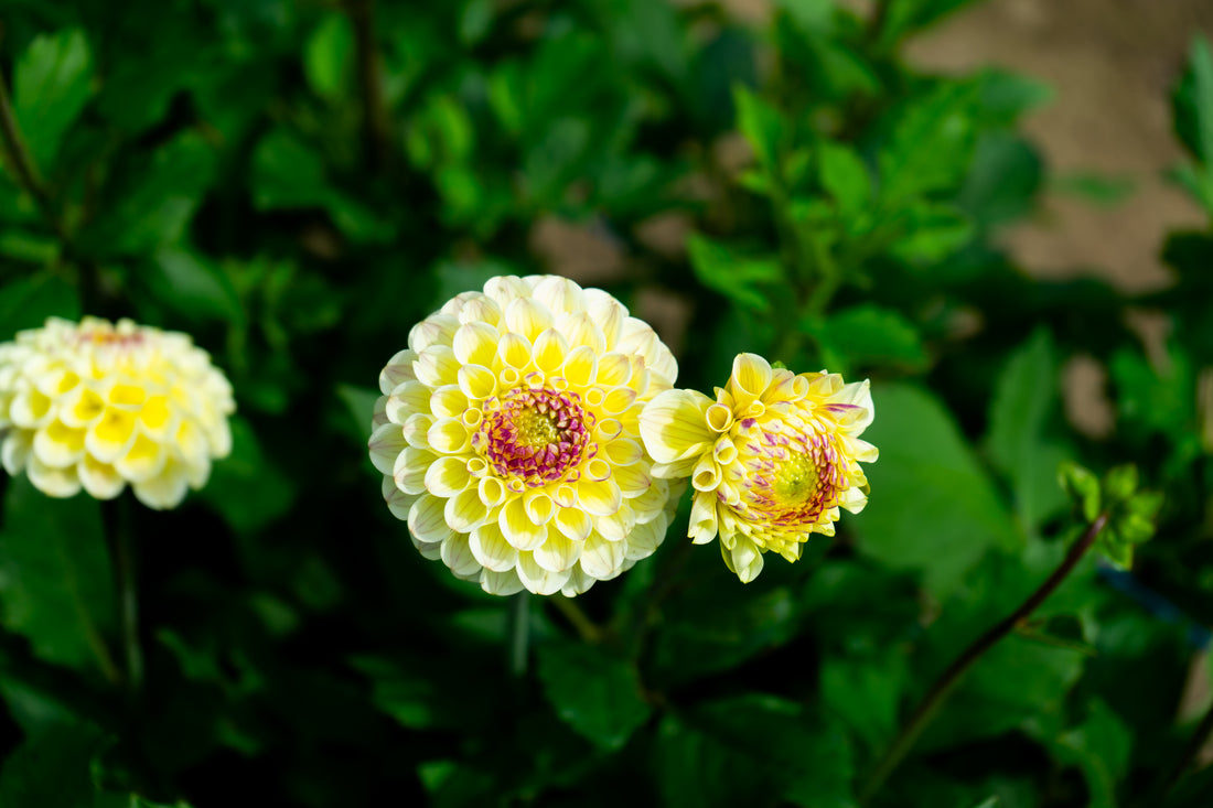 Cherish Dahlia