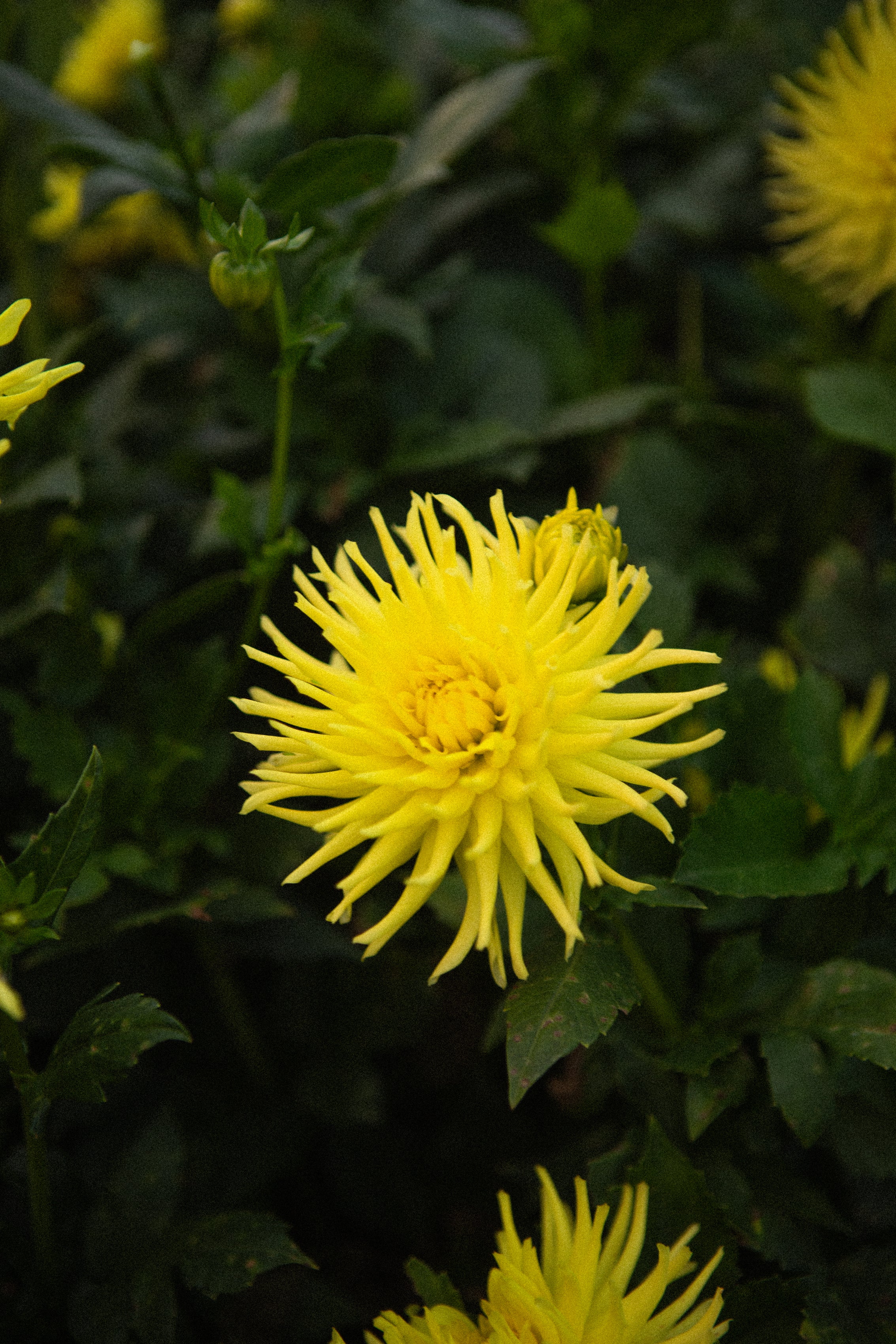 Ferncliff Lemon Aura