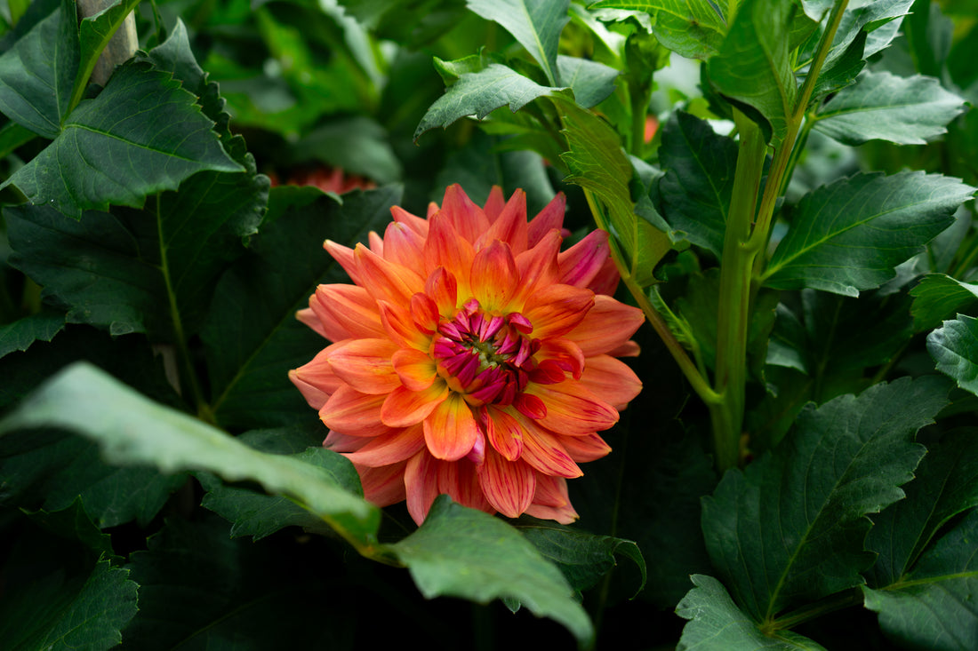 Fawn Dahlia (Limit 1)