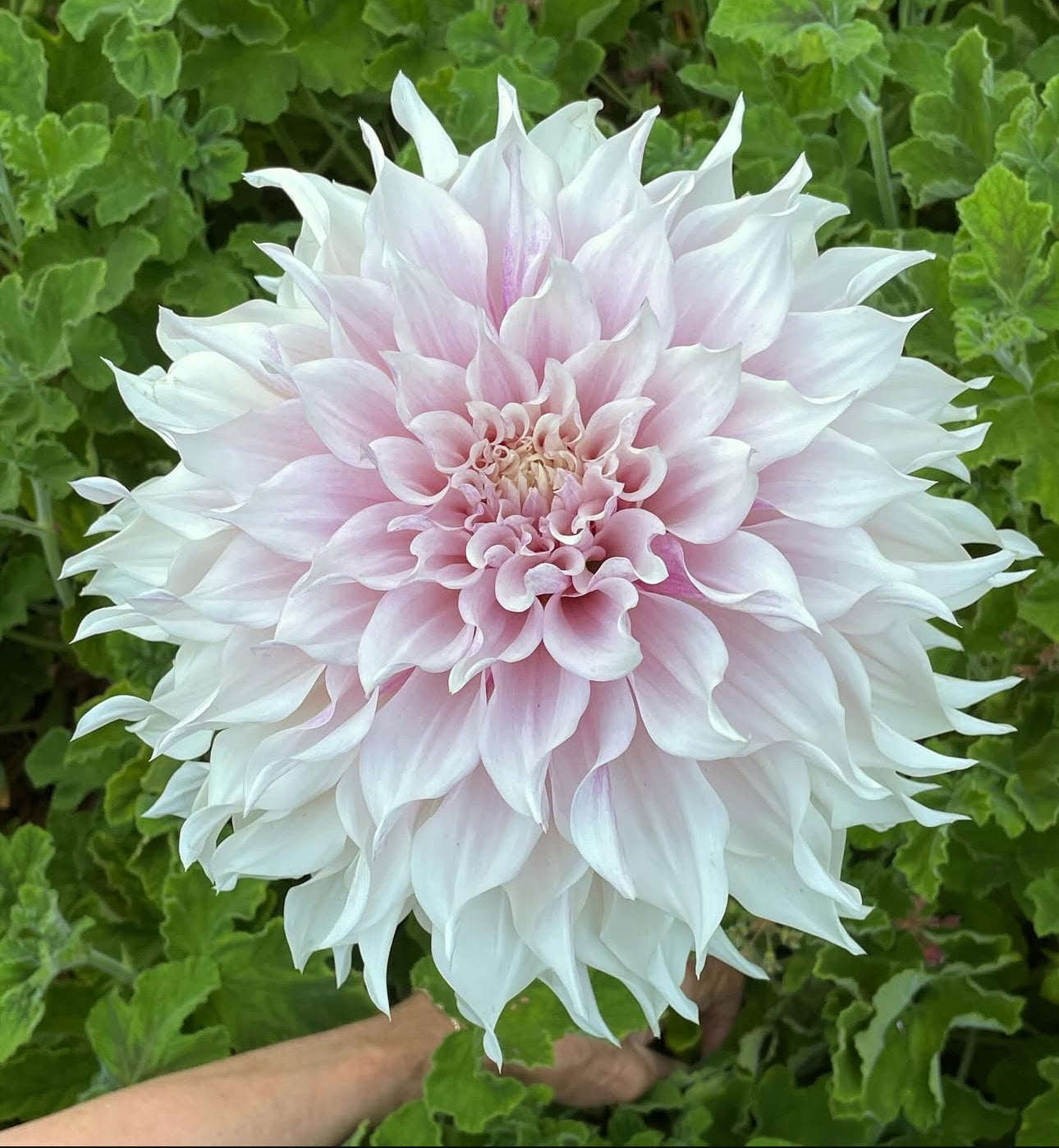 KA’s™ Lavender Blush