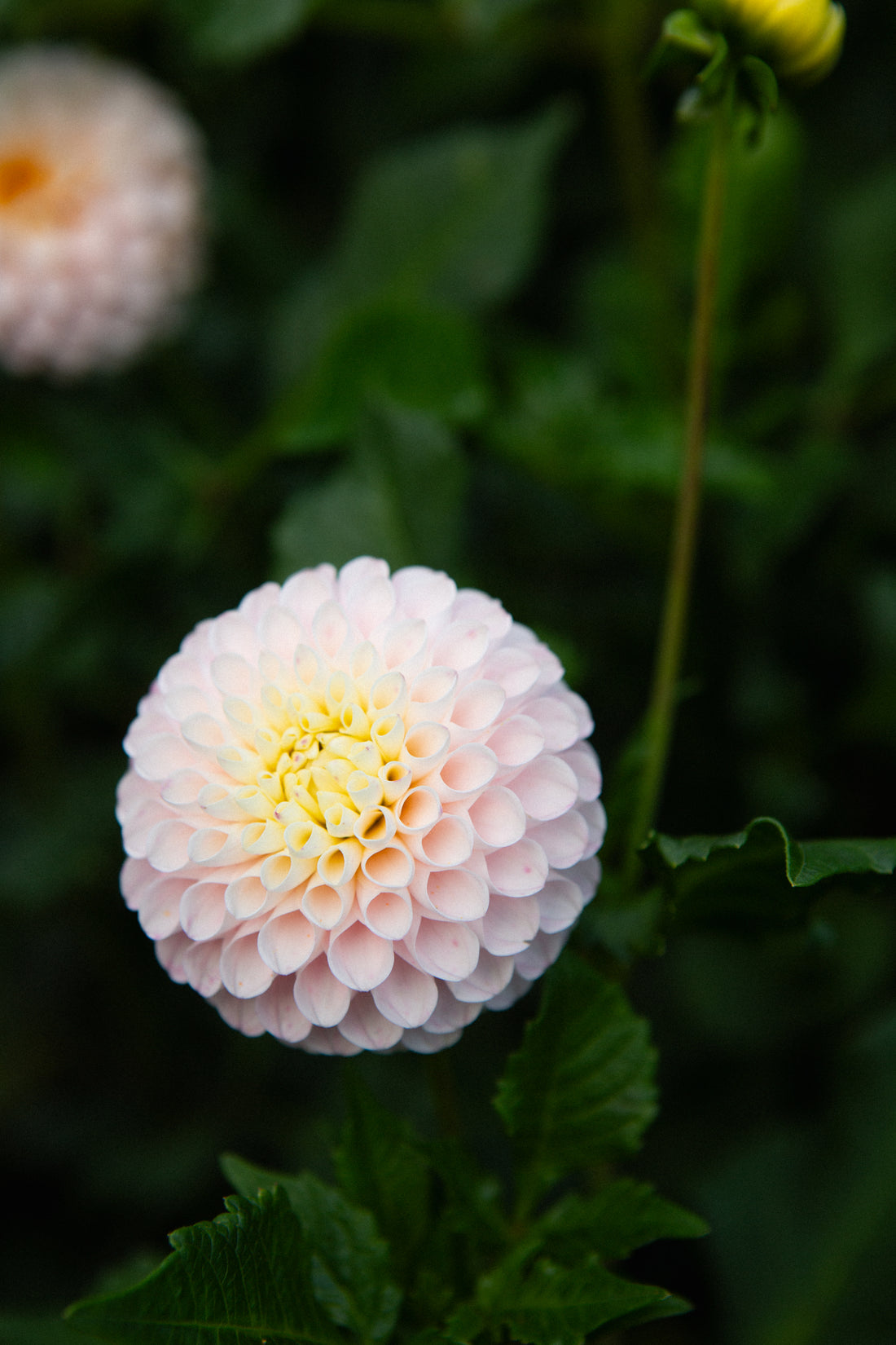 Holly Hill Pollyanna