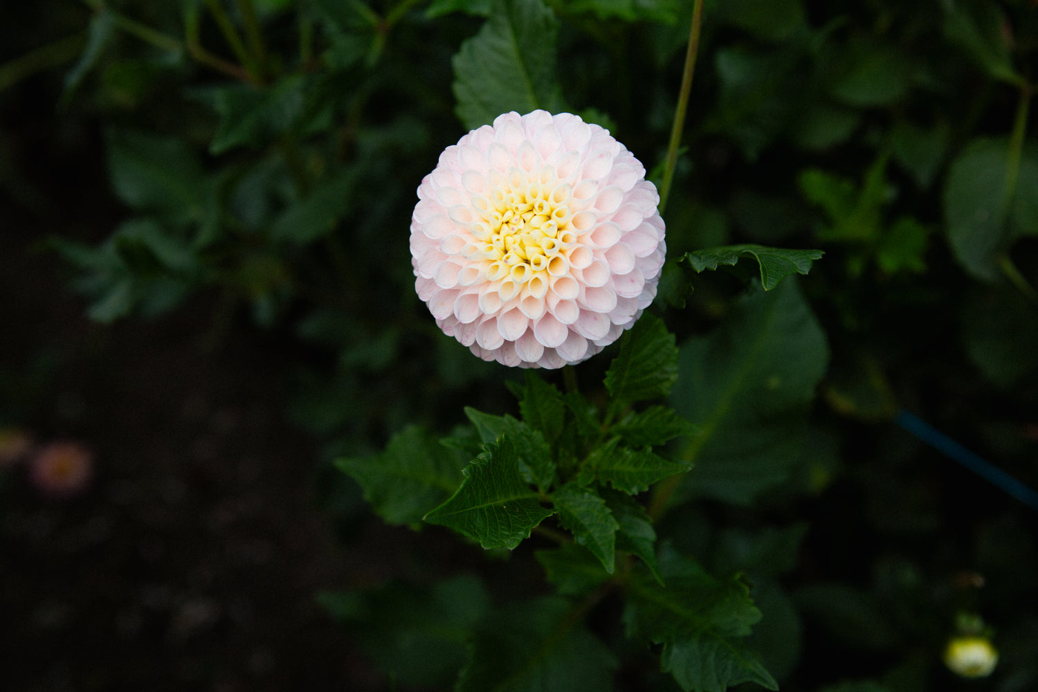 Holly Hill Pollyanna