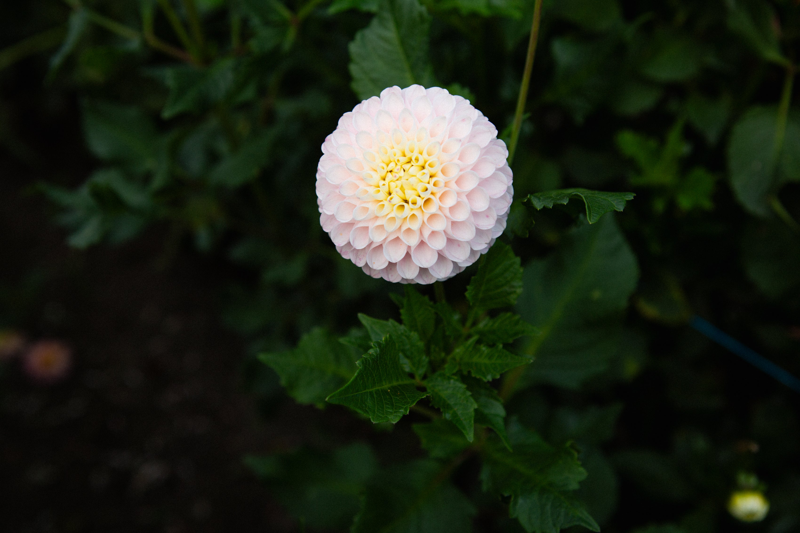 Holly Hill Pollyanna