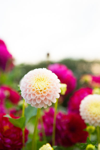 Holly Hill Pollyanna