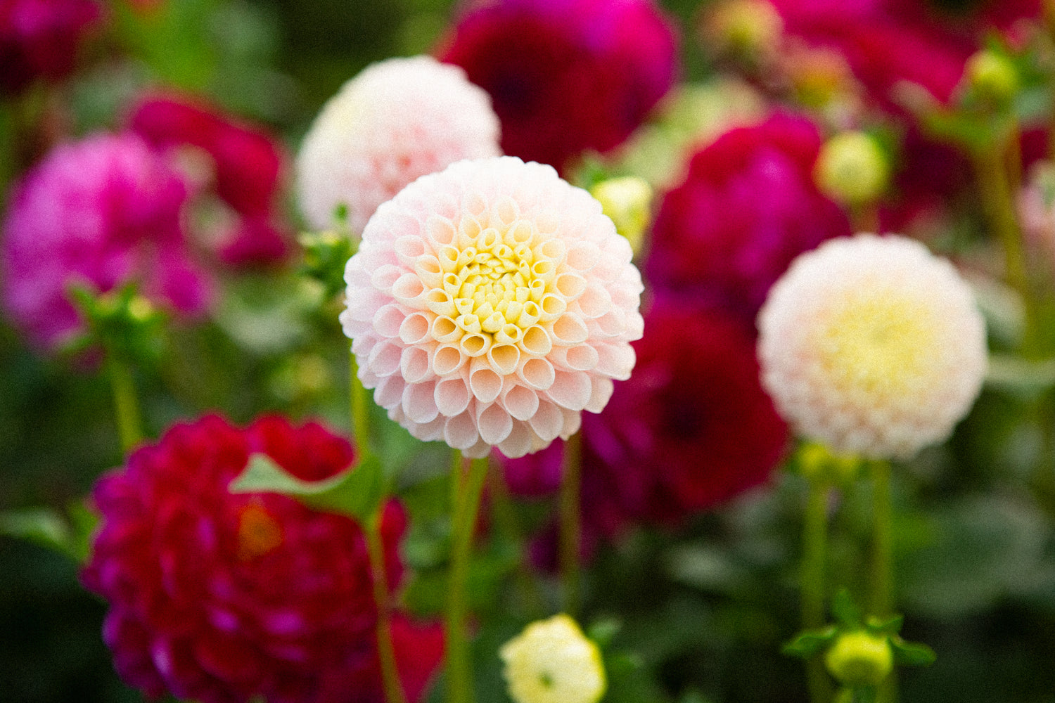 Holly Hill Pollyanna