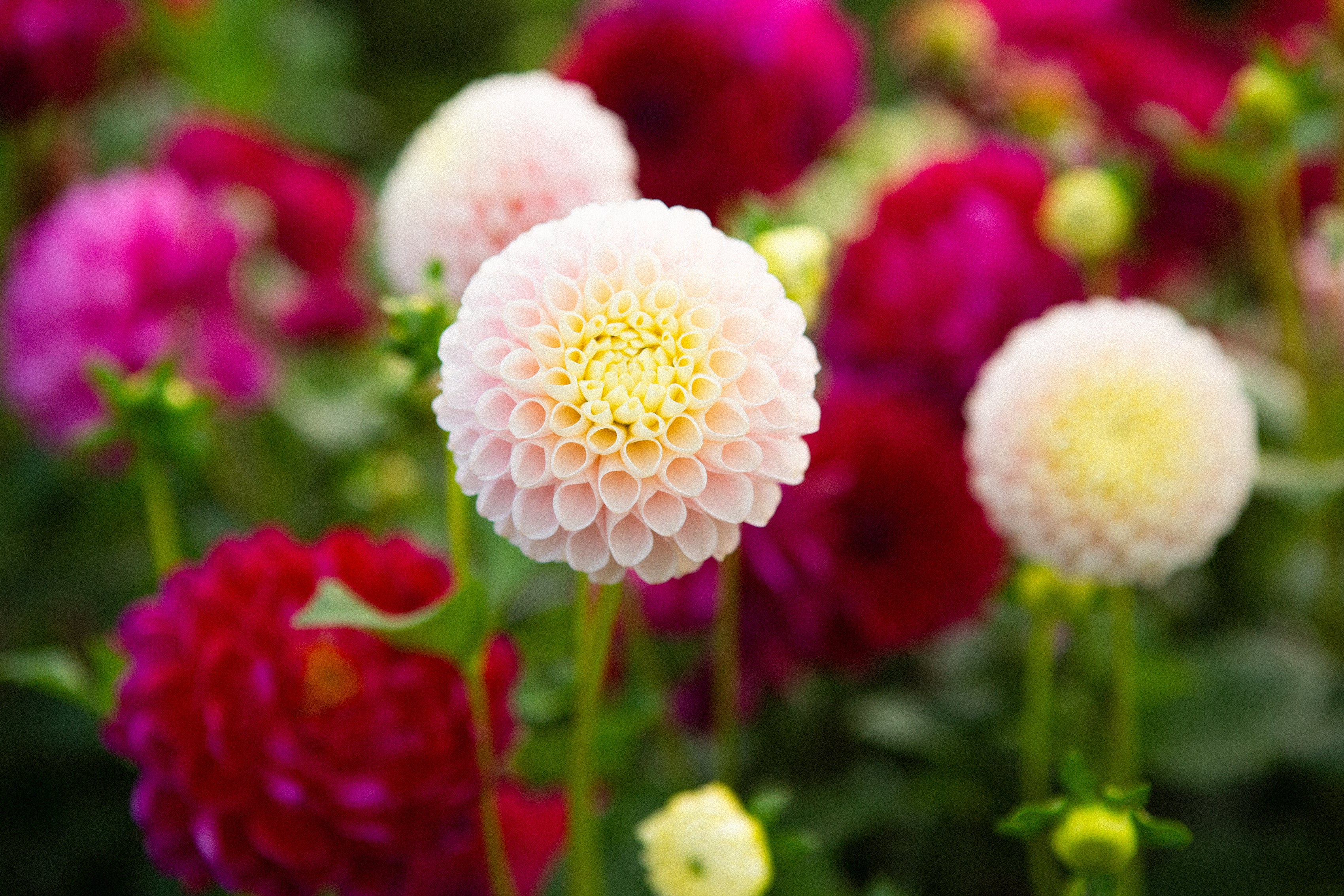 Holly Hill Pollyanna