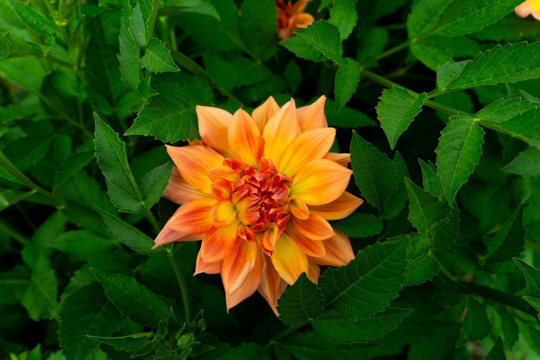 Honeymoon Dahlia