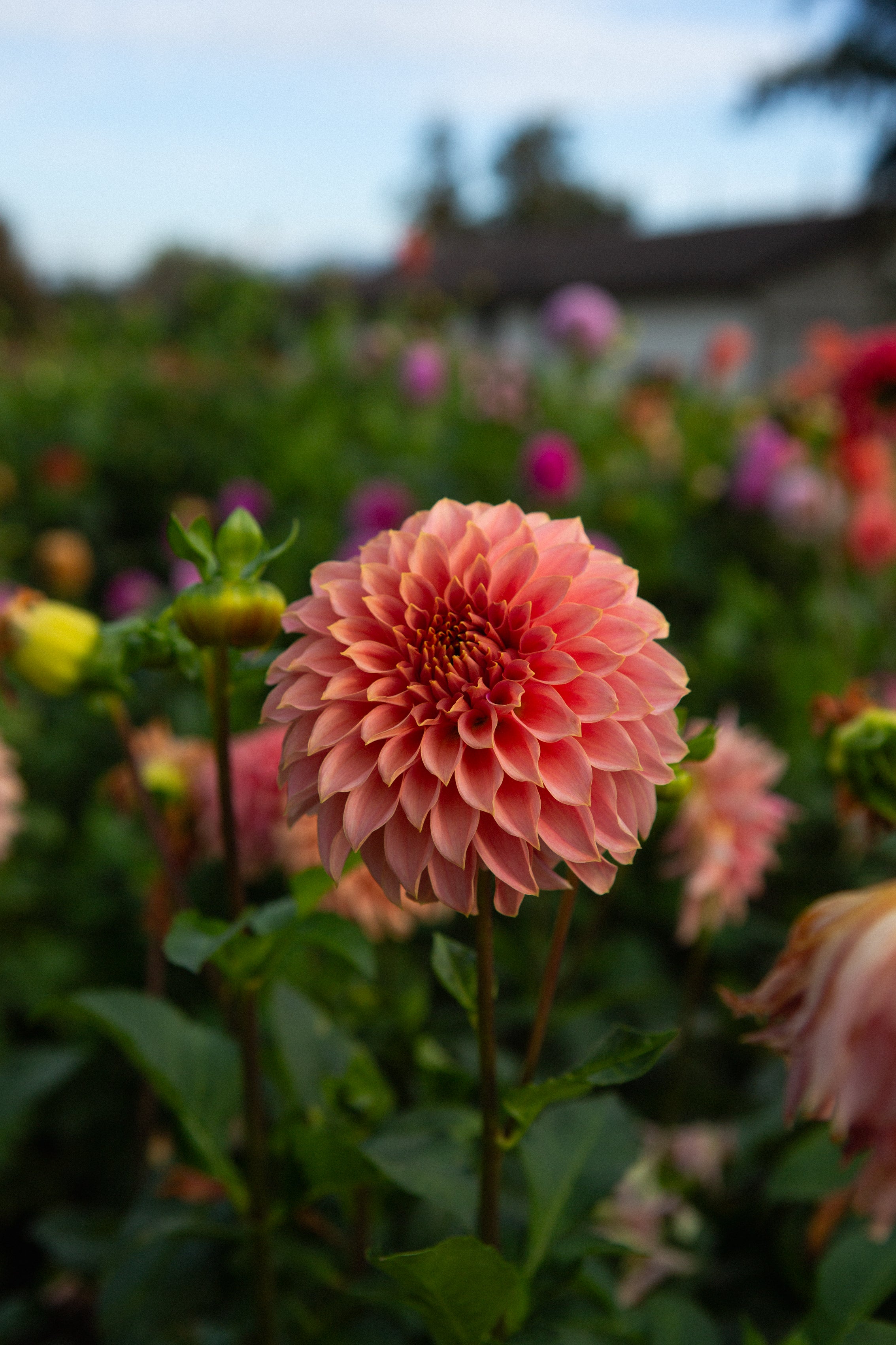 KA's™ Coral Sea (Limit 1) – Moore Blooms Dahlias