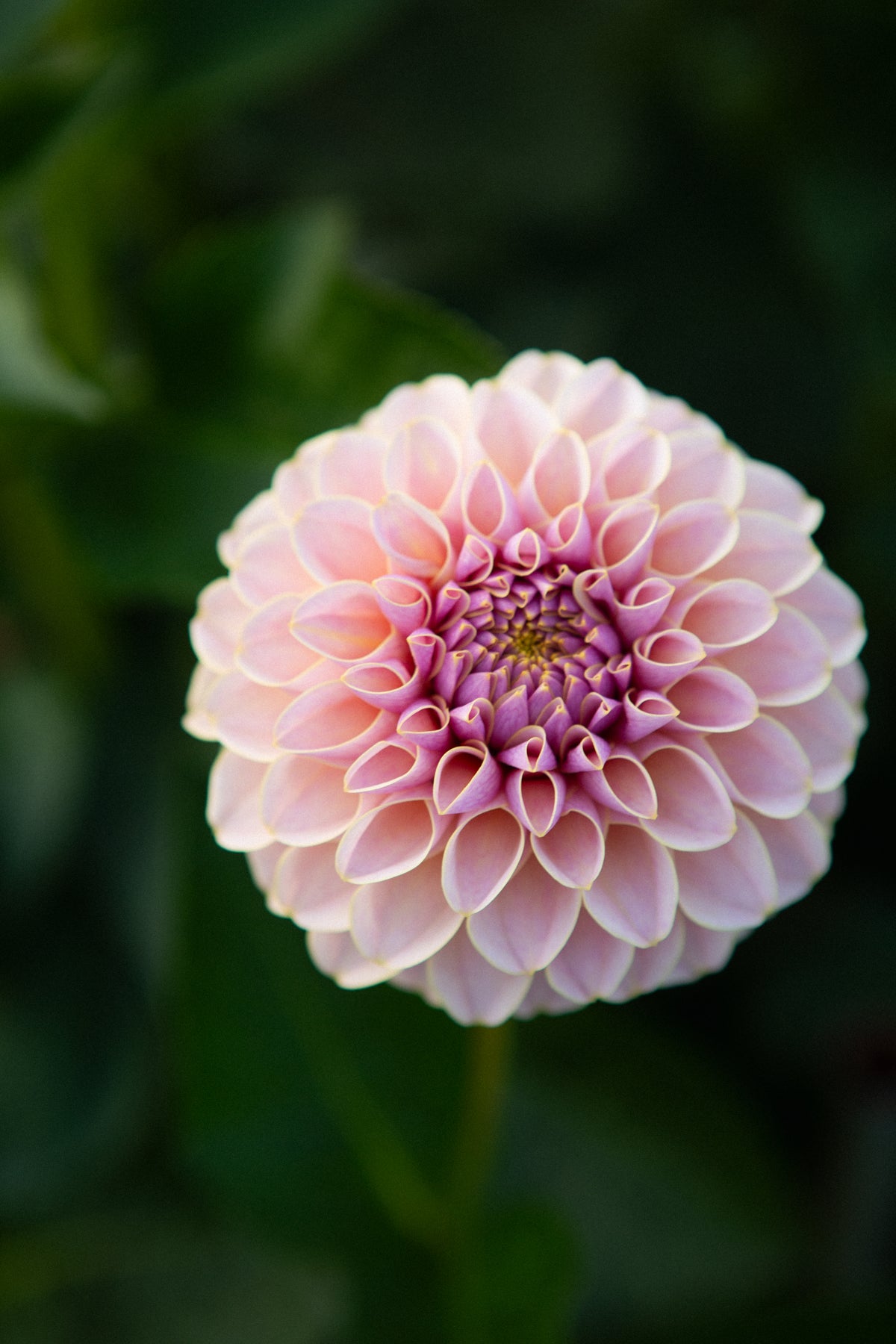 KA's™ Cinder Rose (Limit 1) – Moore Blooms Dahlias