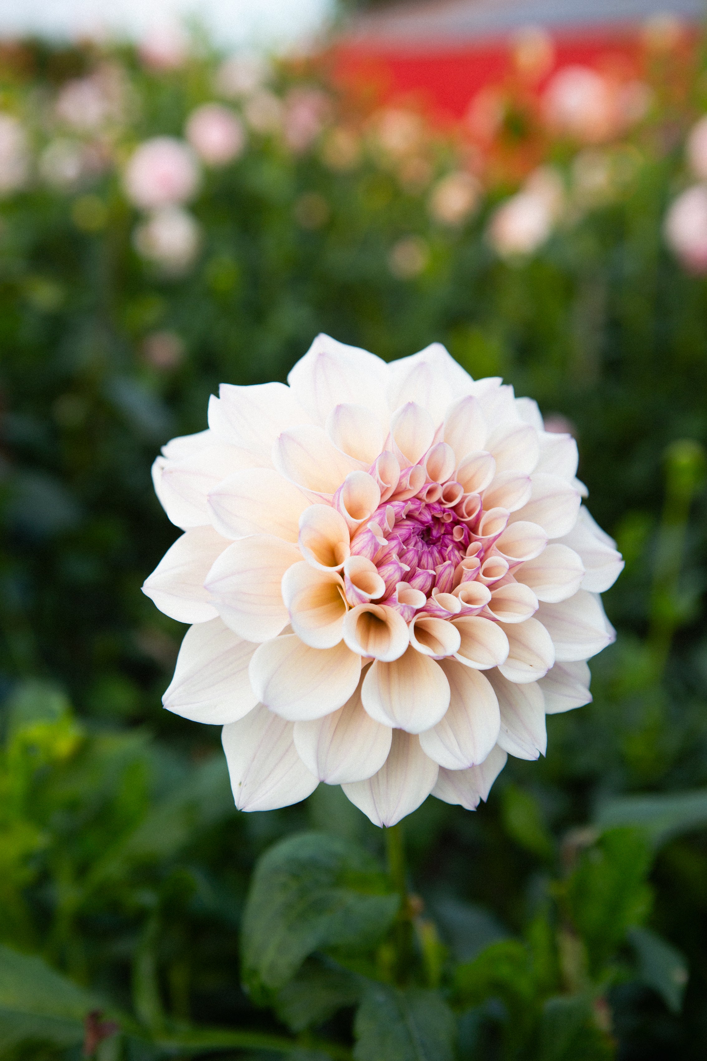 KA's™ Penny Lane (Limit 1) – Moore Blooms Dahlias