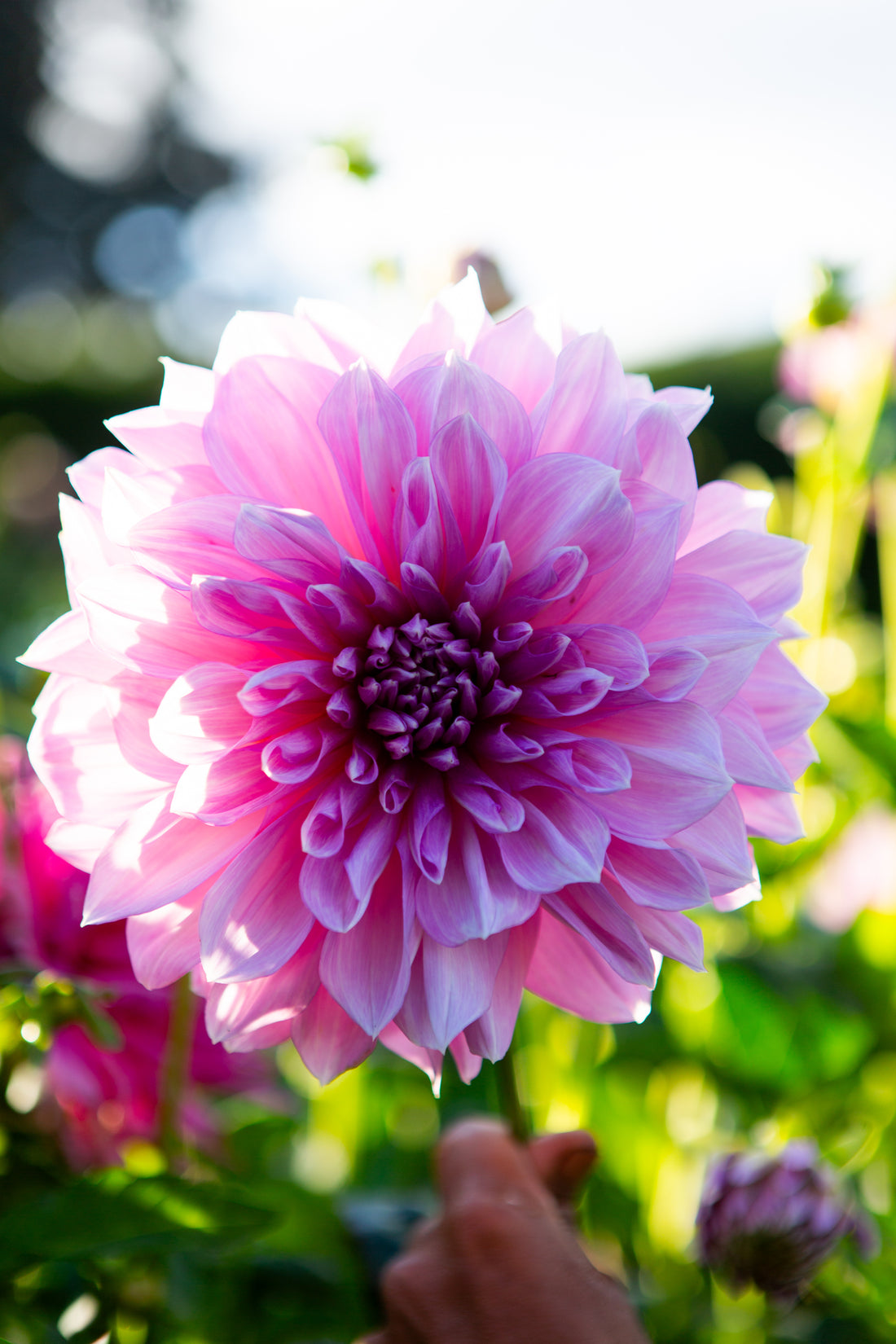 Lavender Perfection