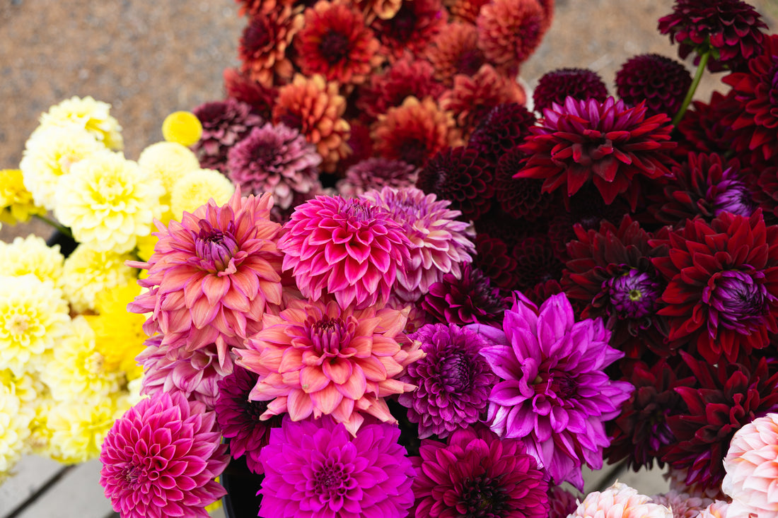 Blooms by the Bucket