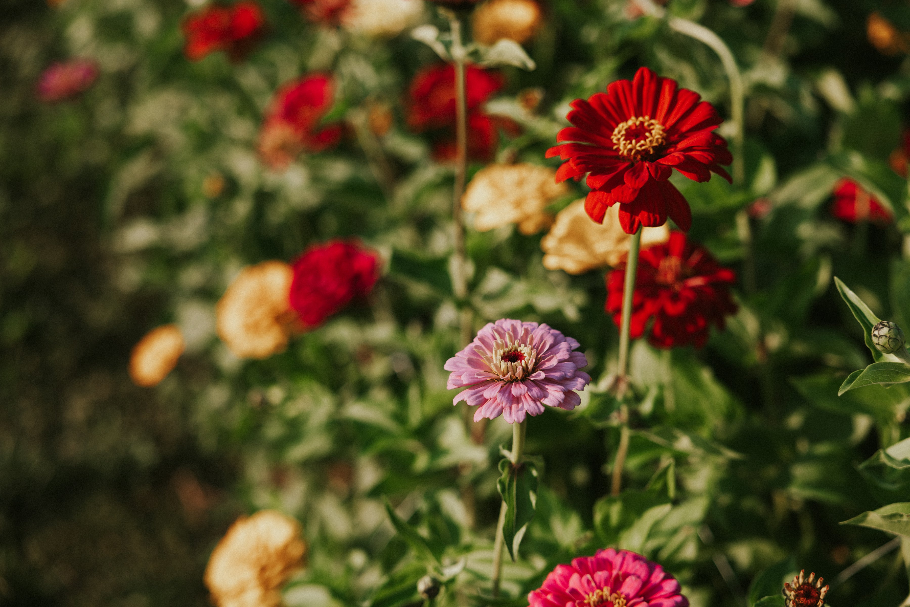 Blooms by the Bucket