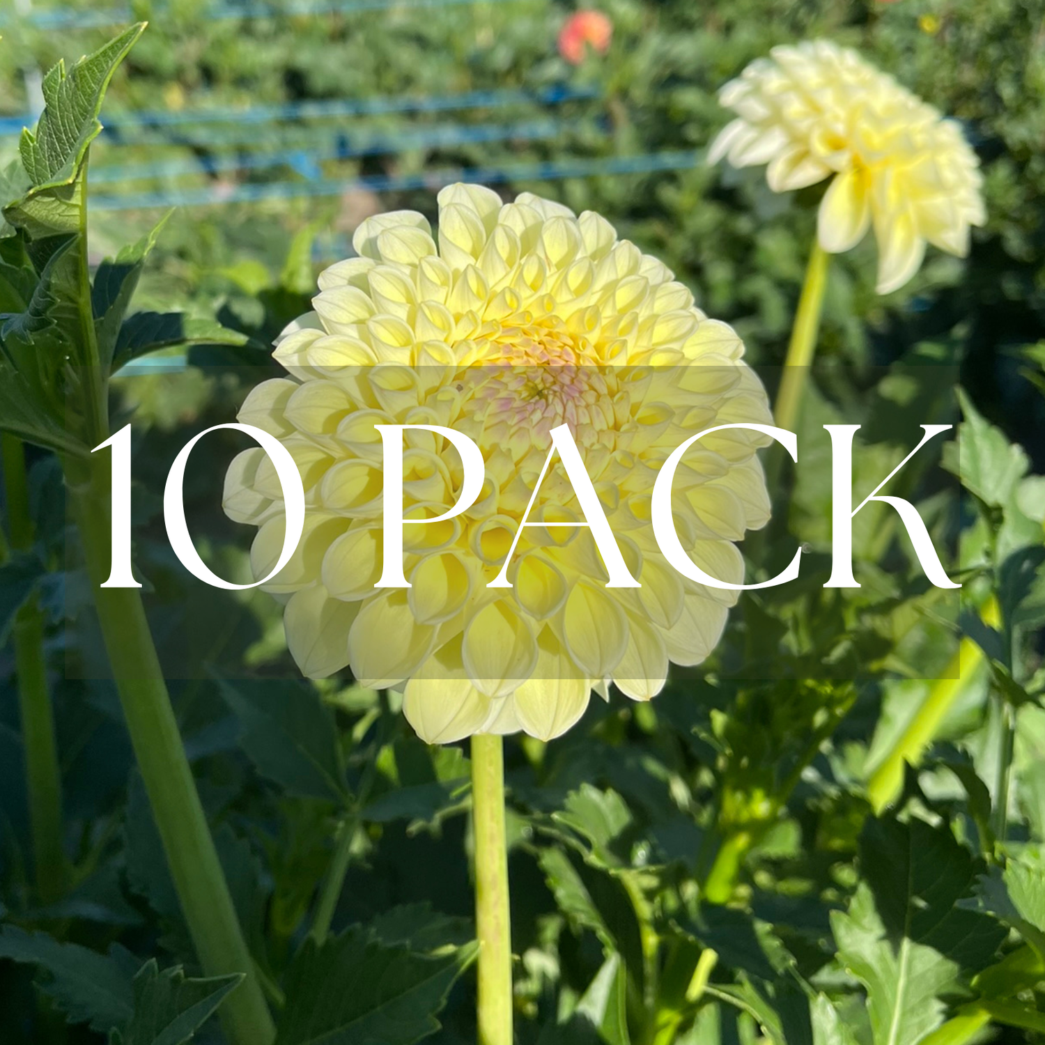 MM Buttercream (10 Pack)