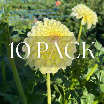 MM Buttercream (10 Pack)