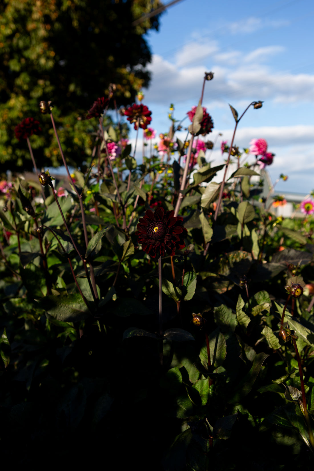 Manoa Dahlia