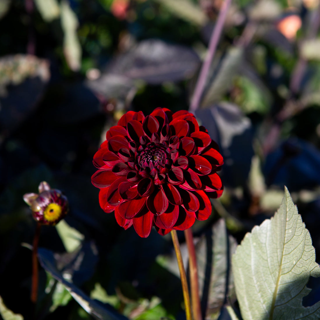 Manoa Dahlia