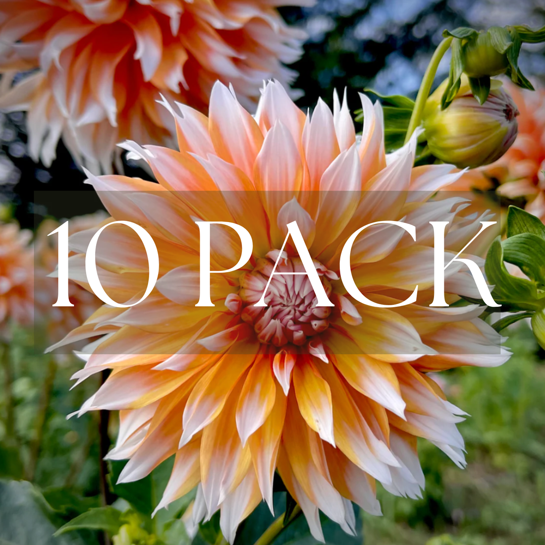 Orange N Snow (10 Pack)