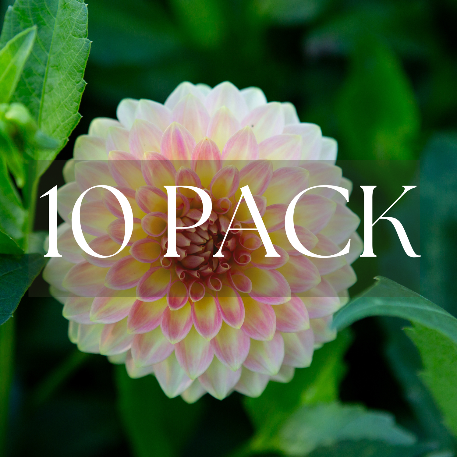 Oretti Adele (10 Pack)