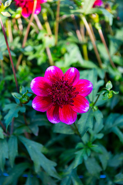 Rockstar Dahlia