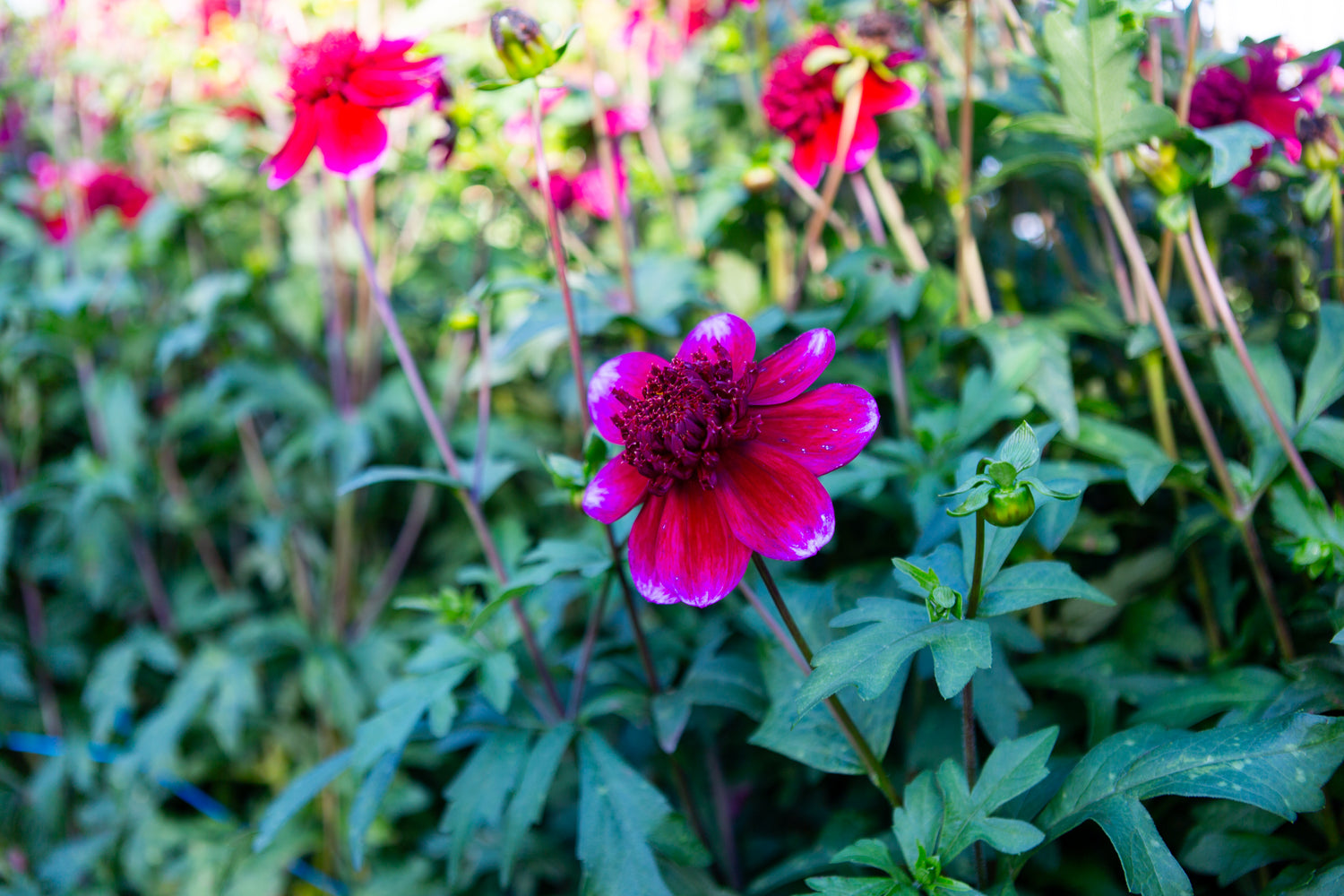 Rockstar Dahlia