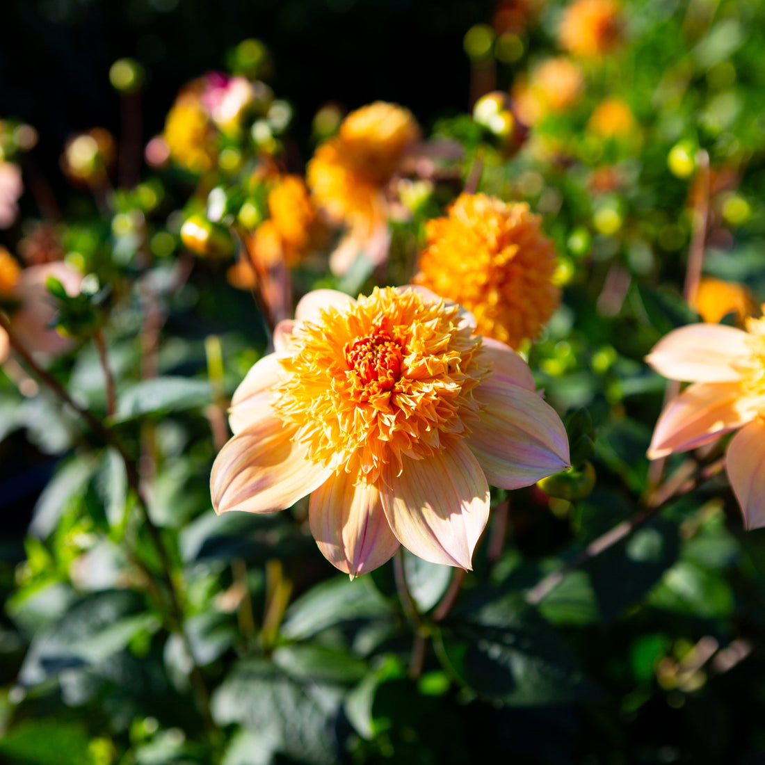 Sandia Brocade