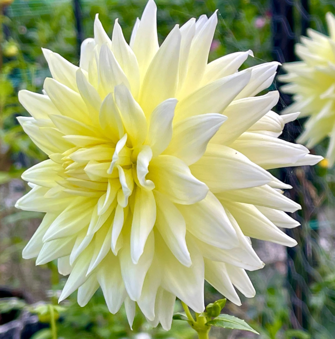 Hamari Accord Dahlia