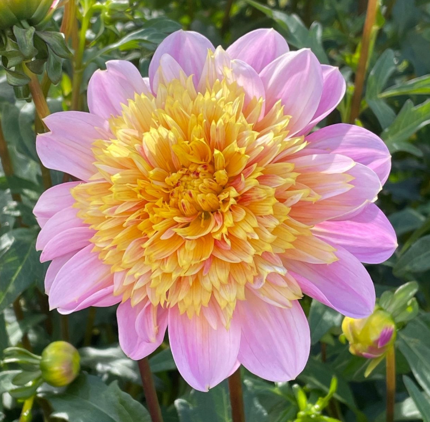 Lifestyle Dahlia