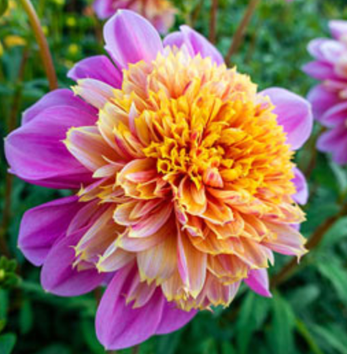 Lifestyle Dahlia