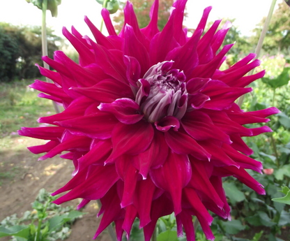 AC Loomis Dahlia