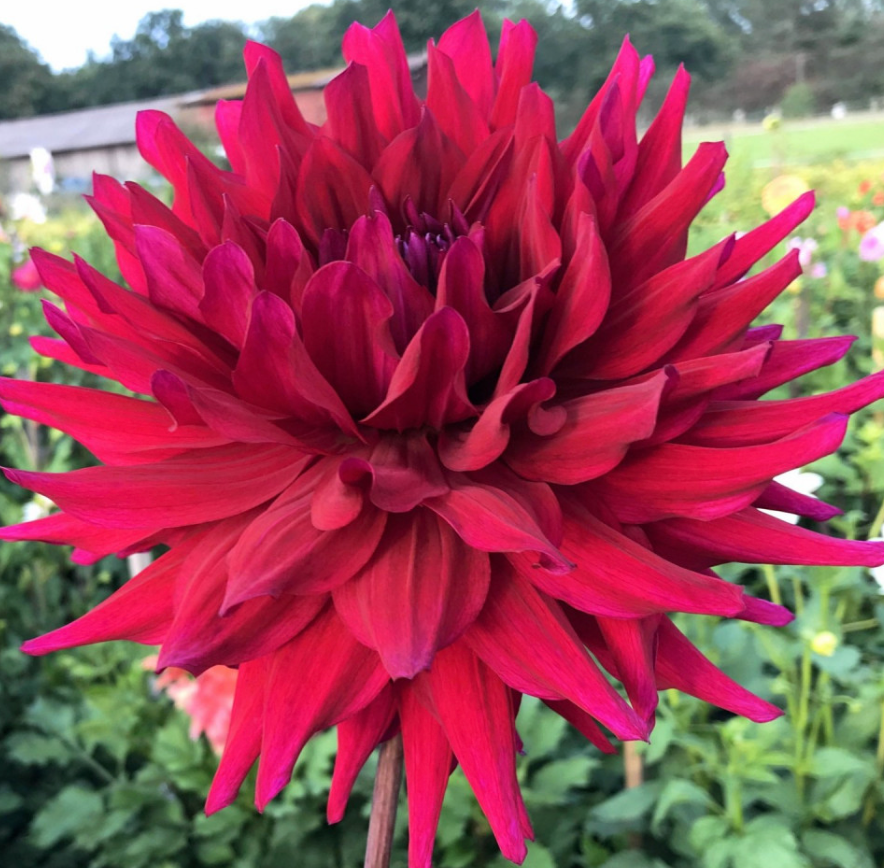 AC Loomis Dahlia