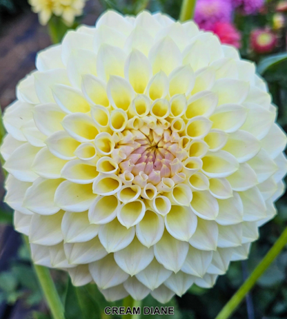 Cream Diane Dahlia