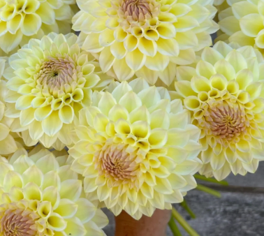 Cream Diane Dahlia