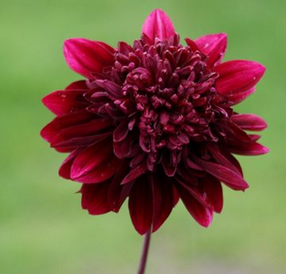 Soulman Dahlia