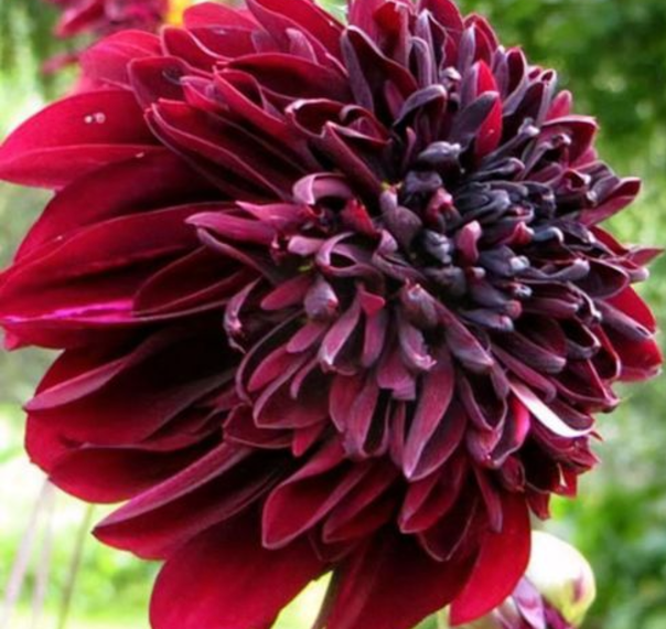 Soulman Dahlia