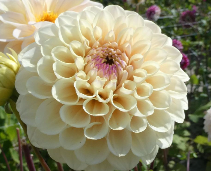 Bolt Dahlia