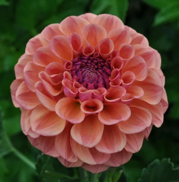 Chewy Dahlia